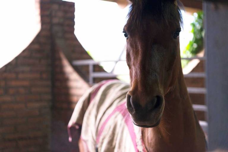 equino1