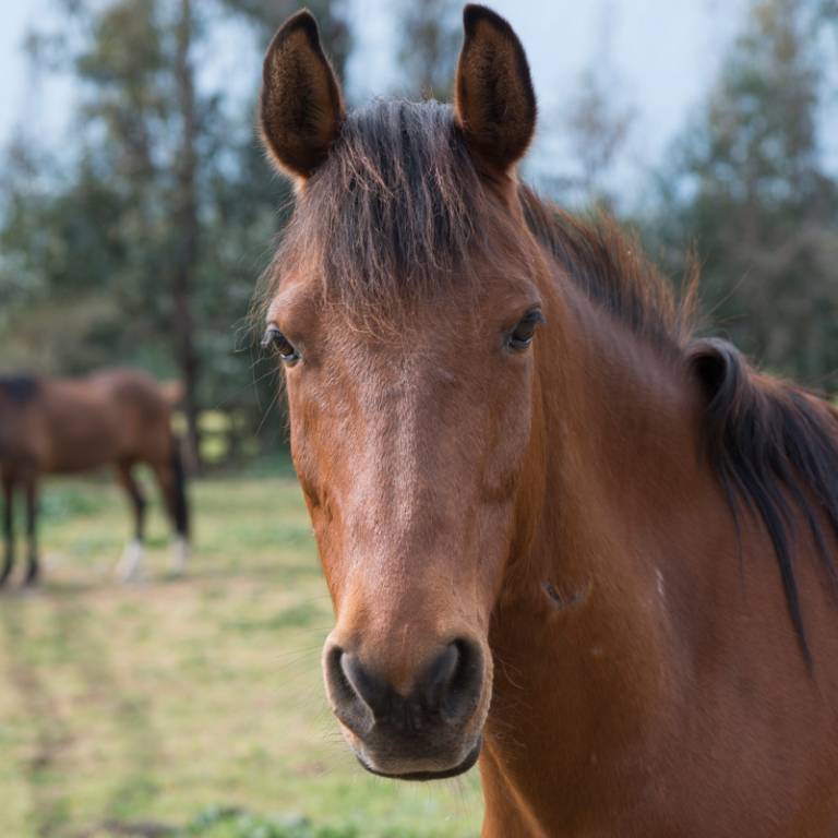equino1