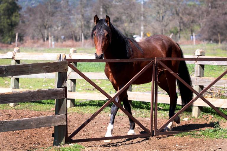 equino4